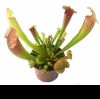 Przykladowe oferowane sztuki/ egzemplary plants 